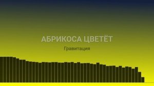 Абрикоса цветёт