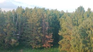 лес на закате. ускоренная 15х. без звука.