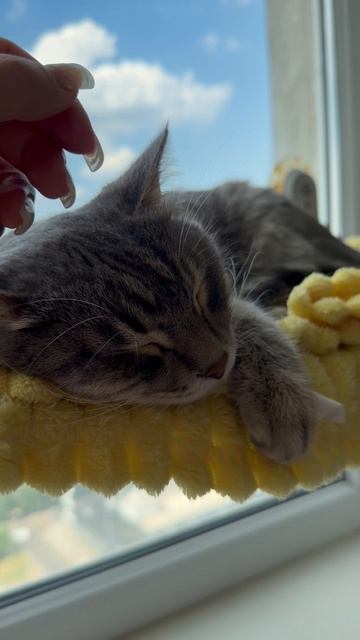 Мило спящий котик 🐱😺