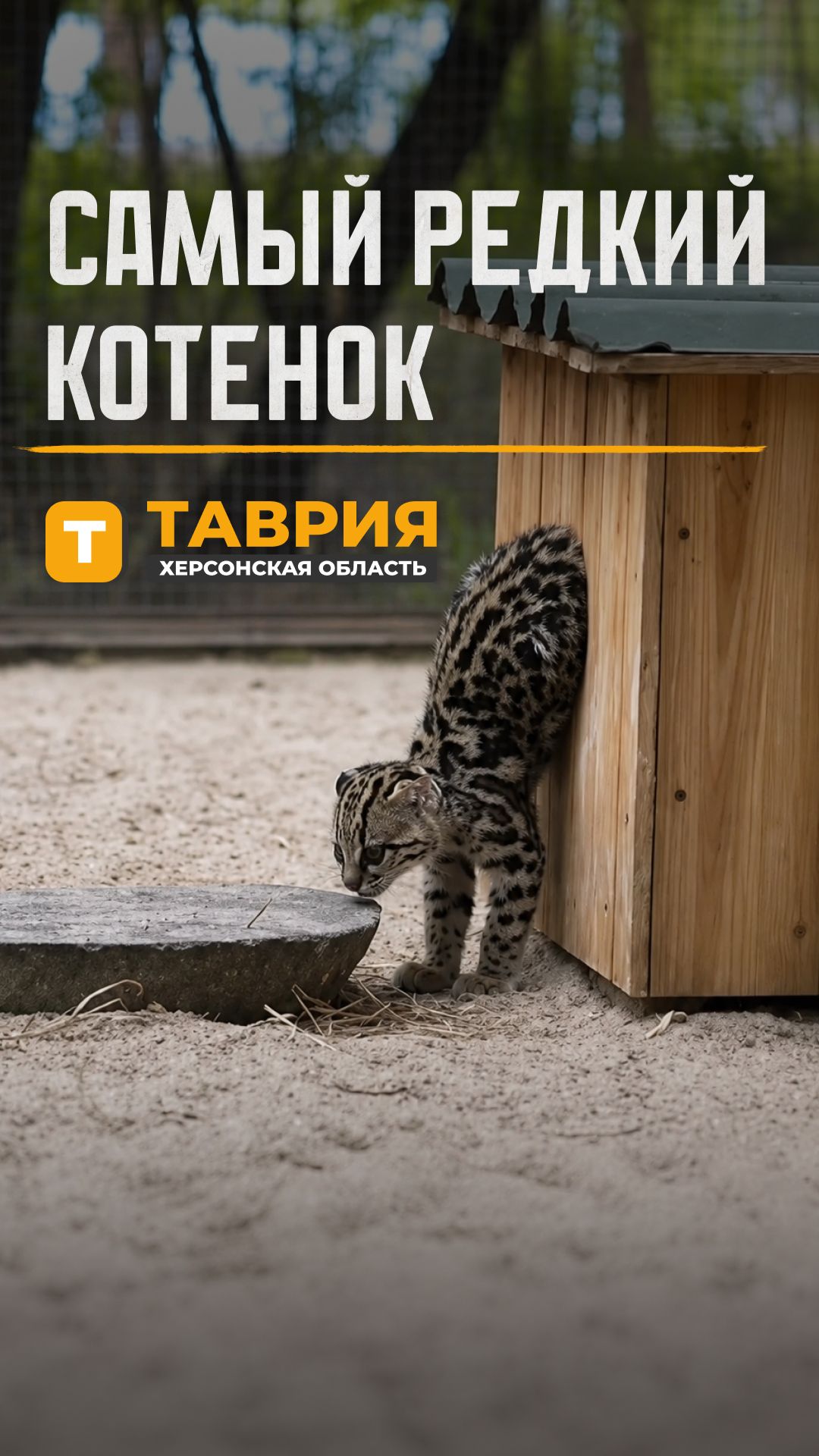 Самый редкий котенок
