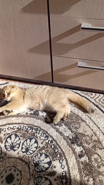 Получает витамины от солнышка