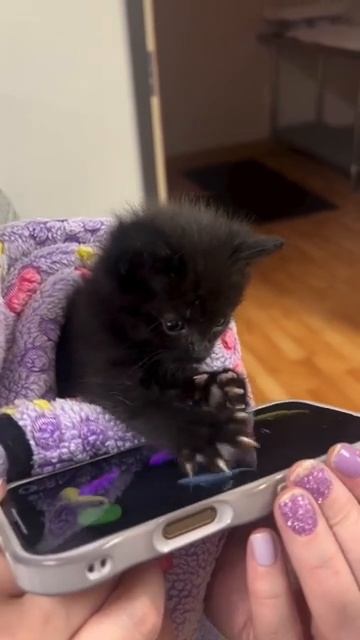 Котенок ловит рыбок на телефоне