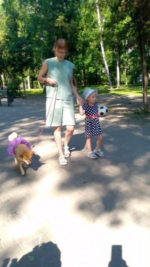 собака улыбака сиба приколы - дефиле