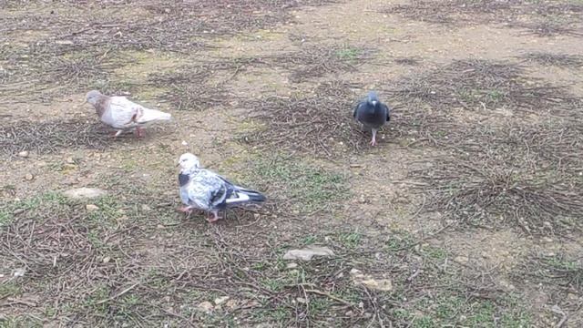 Один из дней города Евпатории | 14 января 2022 год | Крым ХАН БАТОН XAH 6ATOH | VID_20220114_145011