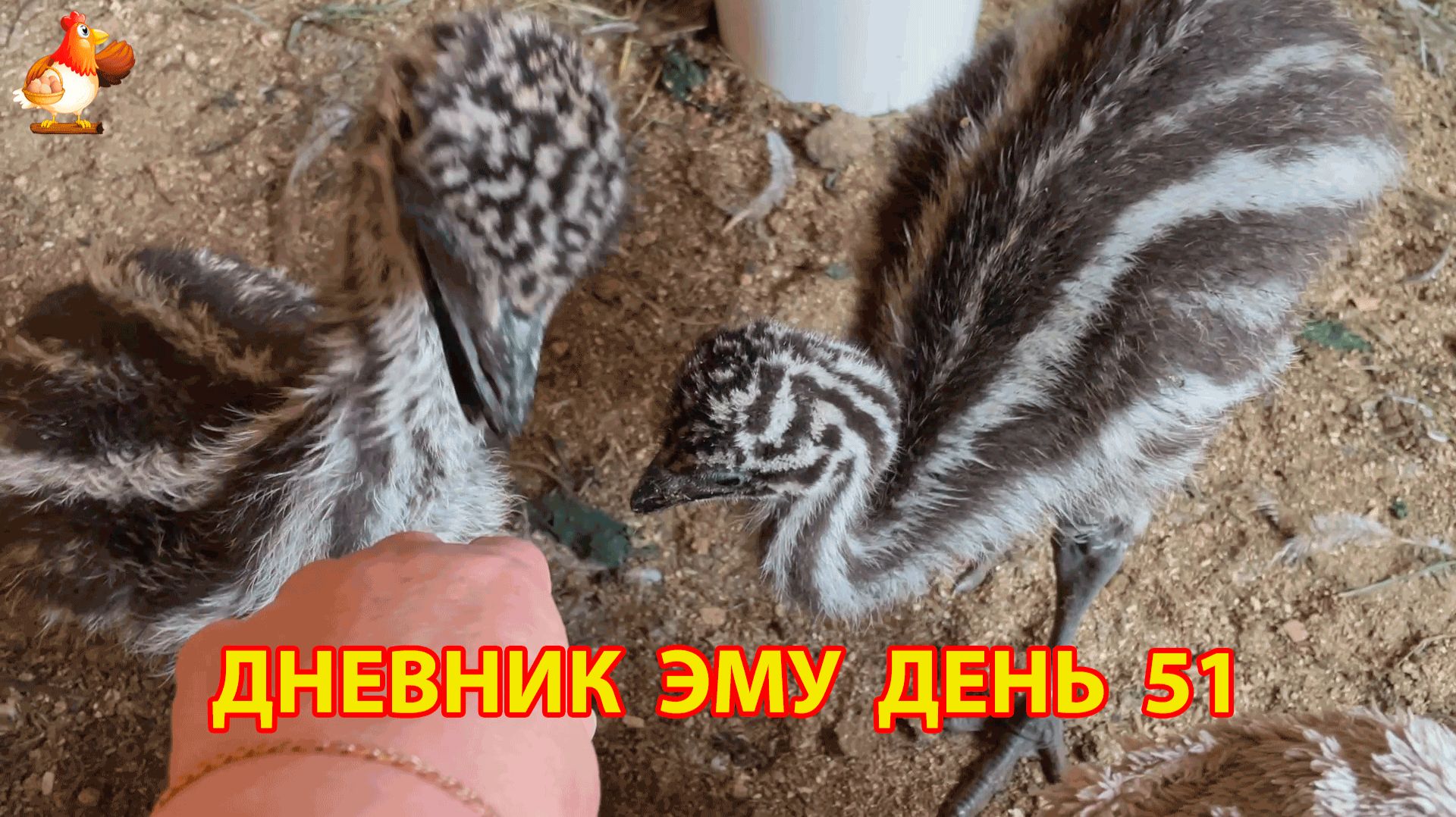 Дневник страусят Эму день 51 смотреть онлайн