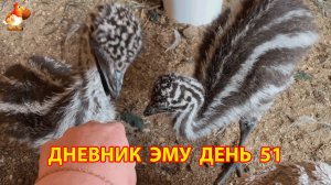 Дневник страусят Эму день 51