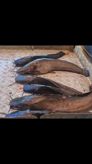 уловы рыбаков в Рыбин Гуде