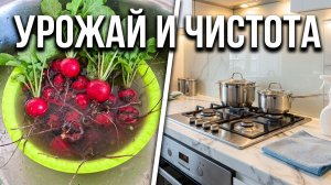 Домашний влог: уборка на кухне и сбор урожая