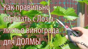 Как правильно отрезать с Лозы листья винограда для ДОЛМЫ