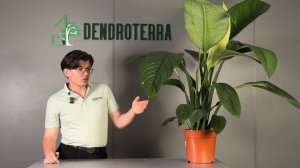 СПАТИФИЛЛУМ СЕНСАЦИЯ: ВСЕ ОБ ЭТОМ РАСТЕНИИ