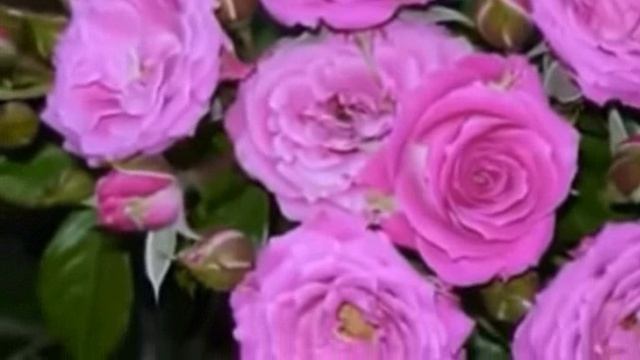 Просто осенью захочется тепла Анастасия Ларецкая,муз.и исп.Самуила Фрумовича #СамуилФрумович