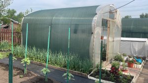 🏡 Обзор томатов от Сааковой, Алифирова и Минусинские сорта, которые растут во 2 теплице. Часть 2.