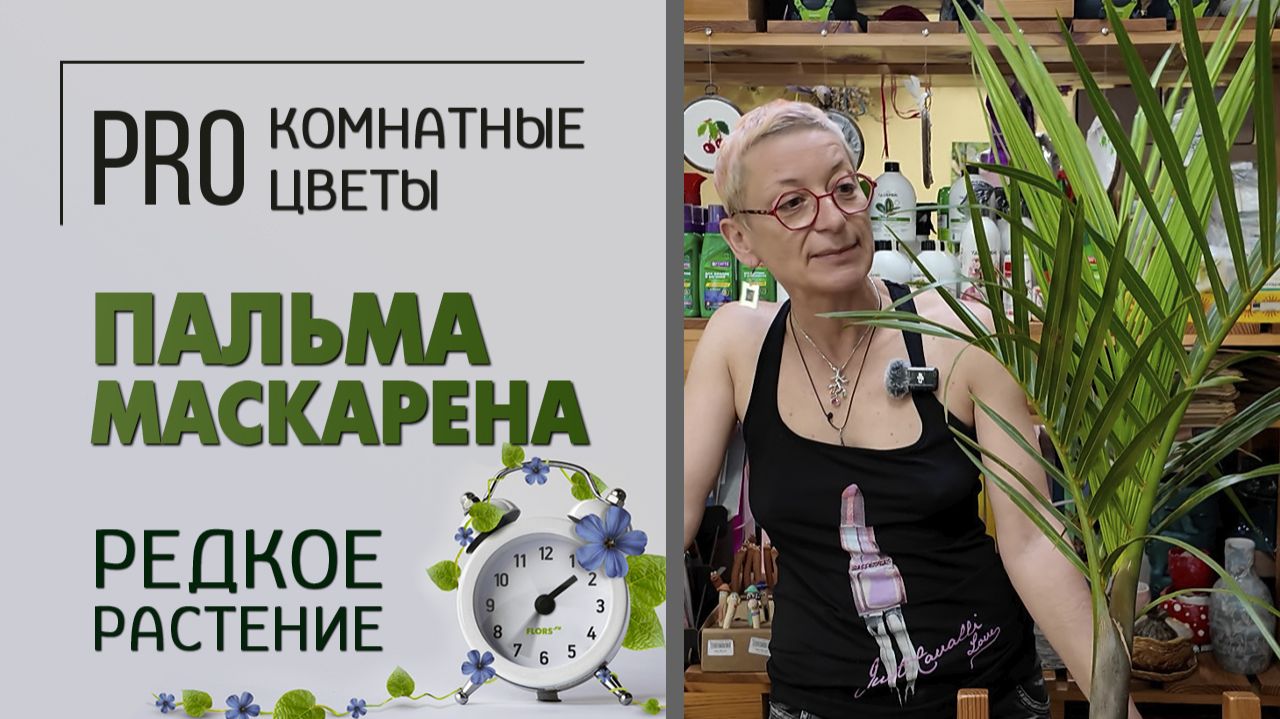 Пальма Маскарена - редкое растение. Уход, полив, освещенность, пересадка, вредители. смотреть онлайн
