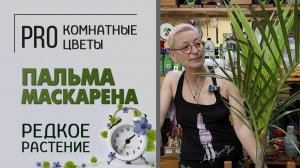 Пальма Маскарена - редкое растение. Уход, полив, освещенность, пересадка, вредители.