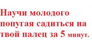 Научи молодого попугая садиться на твой палец за 5 минут.