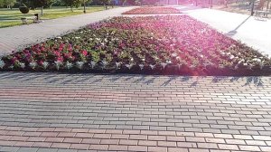 Цветочки в парке Солнечный, Таловая 12-06-2026
