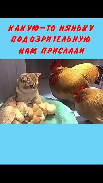 Юмор 5 звезд - #юмор #смешно #ржач #прикол #анекдот #веселоевидео