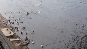 Утки! Релакс!