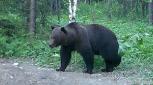 Один охотник, две охоты - два трофея