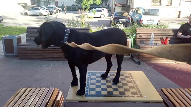 Чибо И Шахматы Жил Был Пёс 🐕 Моя Жизнь Кино 🎬 Музей Псов смотреть онлайн