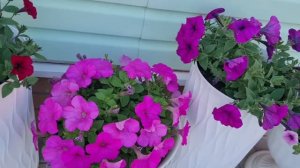 Обзор Петуний! 🌸Прополка и обрезка растений.🌺Теплица.Ленобласть 11.06.26г.🌺