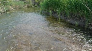 забродная рыбалка на голавлиной микроречке