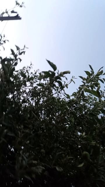 Ловим птицу смотреть онлайн
