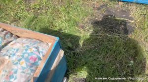 Пришло время раздавать маточники! Что происходит на пасеке?