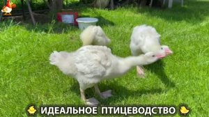 Идеальное птицеводство достойно восхищения 🐓🦆🦢🦚🦃🐔 эпизод (504)