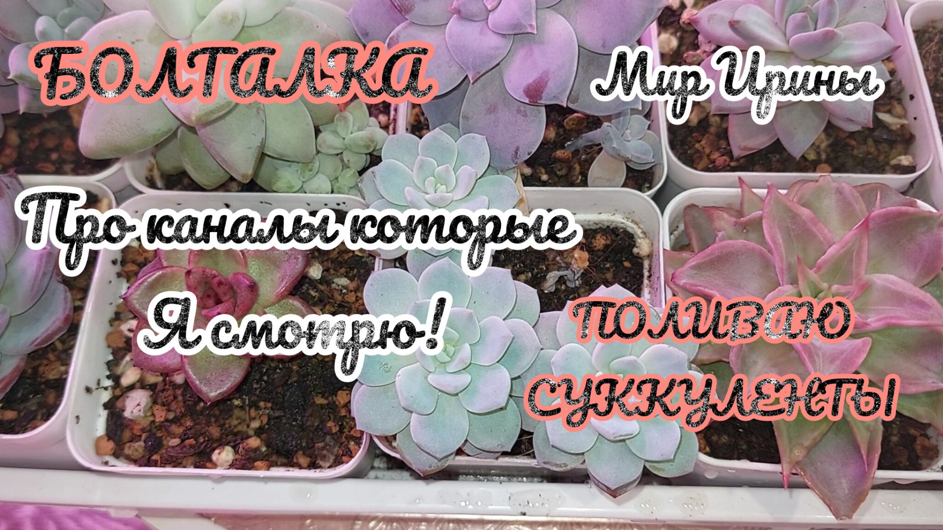●БОЛТАЛКА ●ПРО КАНАЛЫ КОТОРЫЕ Я СМОТРЮ ●ПОЛИВАЮ СУККУЛЕНТЫ● смотреть онлайн