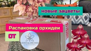 Распаковка орхидеи от Crystal Orchid и новые зацветы