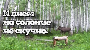 И днем на солонце не скучно