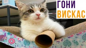 САМОЕ МИЛОЕ ОГРАБЛЕНИЕ)) Приколы с котами