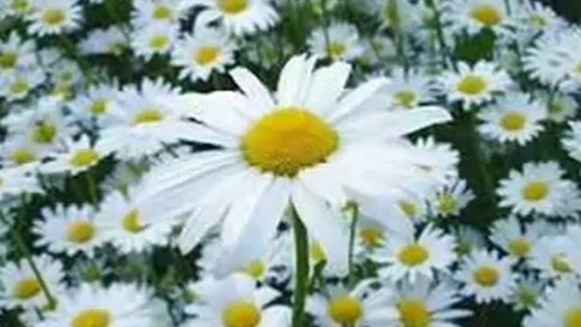1000025943.mp4христианский канал