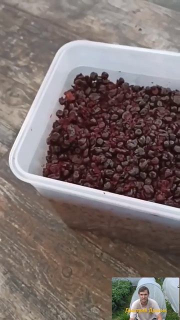 Вино из черноплодки.