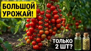 СРОЧНО дайте это ЛЕТОМ Огурцам, Томатам, Перцу и они сразу обильно Заплодоносят! Натурально! 2 шт