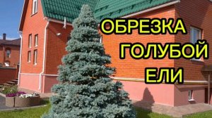 Ель глаука. обрезка.