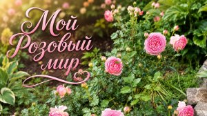 Обзор роз Джубили Селебрейш, Вижн, Эмильен Гийо и др.