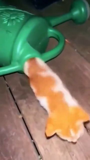коты-ниньзя пролезут везде