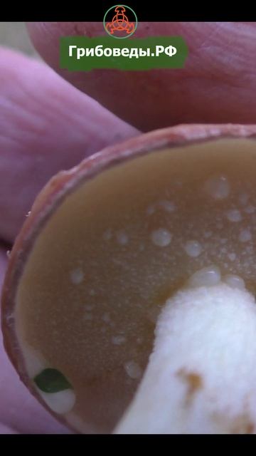 Маслёнок зернистый, летний. ранний - Suillus granulatus. Хороший гриб на все виды заготовок. смотреть онлайн