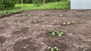 Приехал помощник и наделал большую работу. Это красота радует , всех проходящих.