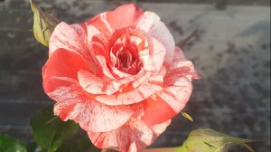 13.06.2026 Немного о цветниках и розах. которые только распускаются.