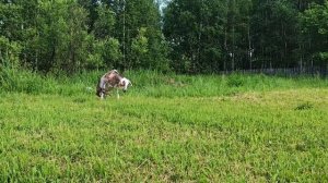 Комары одолели наших животных