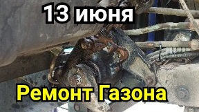 Тепла нет, но жимолость созрела
