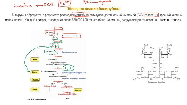 Билет №6 (3) Обезвреживание билирубина