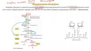 Билет №6 (3) Обезвреживание билирубина