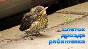 ДРОЗД РЯБИННИК СЛЕТОК /9 06 2026/