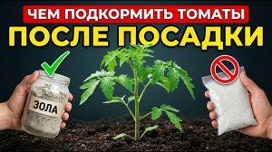 Когда кормить томаты после высадки Ошибка, которая губит половину урожая.