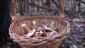 За сутки в Башкортостане спасатели получили три сообщения о потерявшихся в лесу