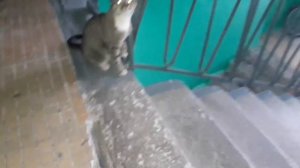 6441187805889